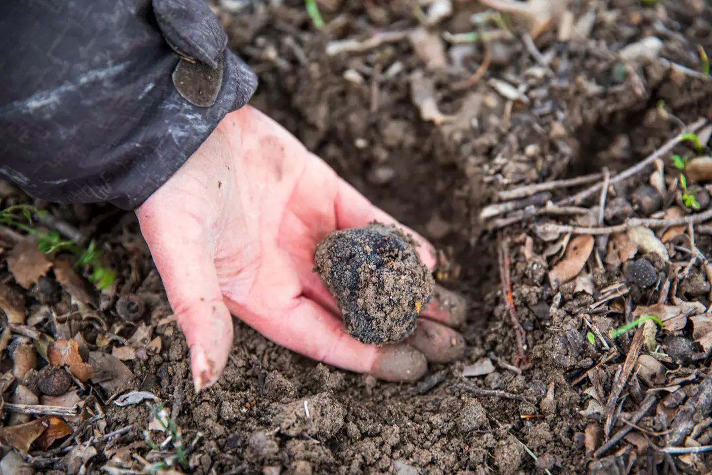 Découverte d'une truffe dans une truffière