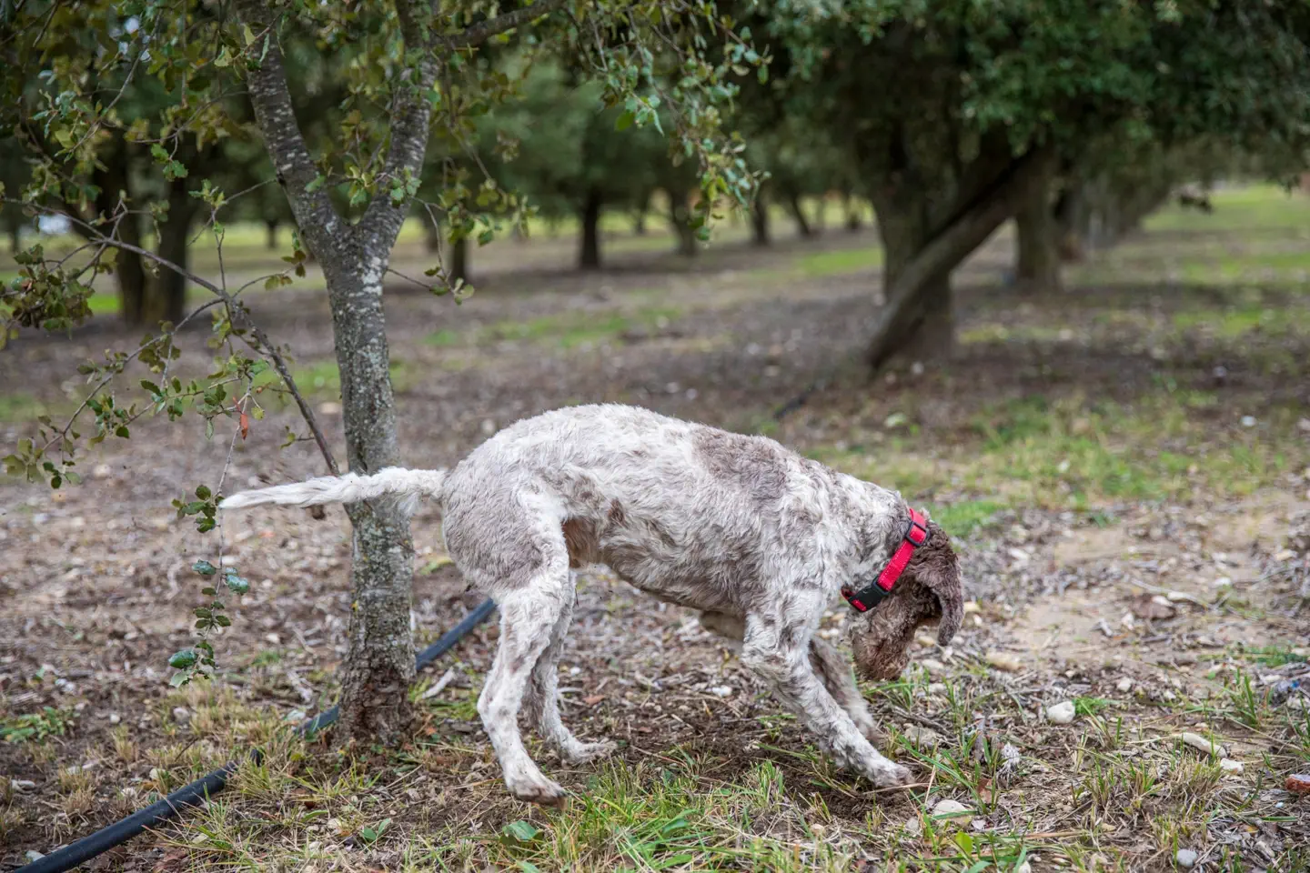 Rio, le chien truffier de La Romagnolette