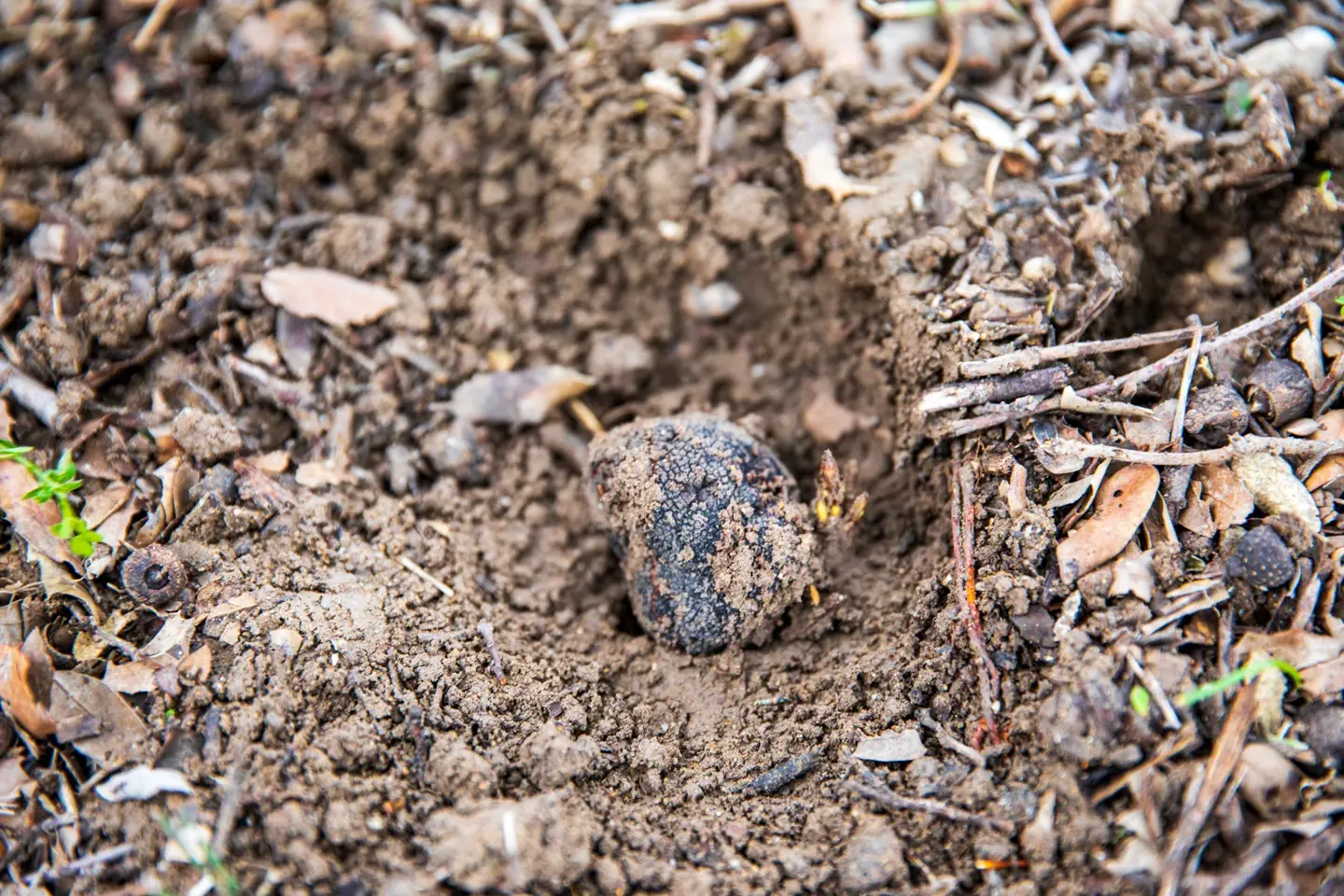 Truffe noire de Provence